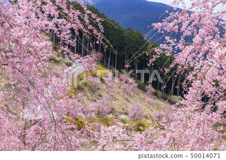 Takami-no-sato twig cherry blossoms 50014071