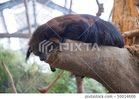 Kobe Animal Kingdom Bint Long 50014606