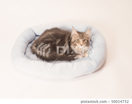 Black Kitten in Bed (Maine Coon) Black Kitten in Bed (Maine Coon) 50014732