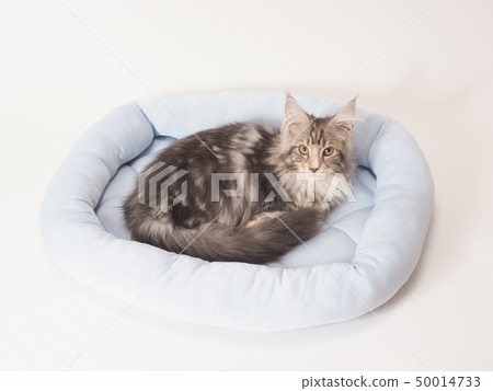 Black Kitten in Bed (Maine Coon) Black Kitten in Bed (Maine Coon) 50014733