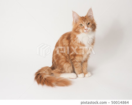 Redhead cat looking at camera (maine coon) 50014864