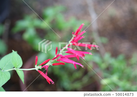 Salvia elegance blooming in spring Salvia elegance blooming in spring 50014873