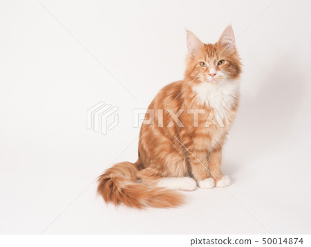 Redhead cat looking at camera (maine coon) Redhead cat looking at camera (maine coon) 50014874