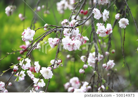 Red and white twig peach (Gampei blooming) Red and white twig peach (Gampei blooming) 50014973