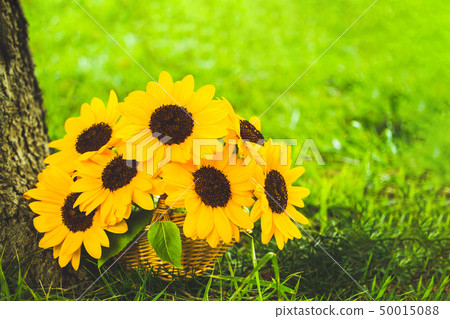 向日葵在森林裡 50015088