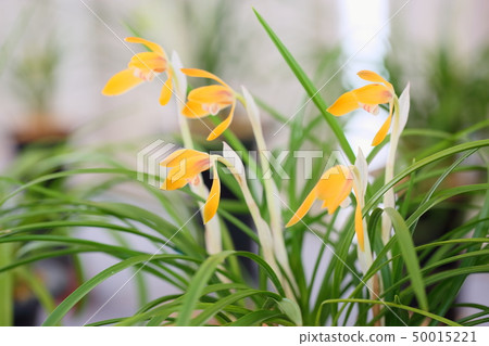 Chunlan flowers Chunlan flowers 50015221