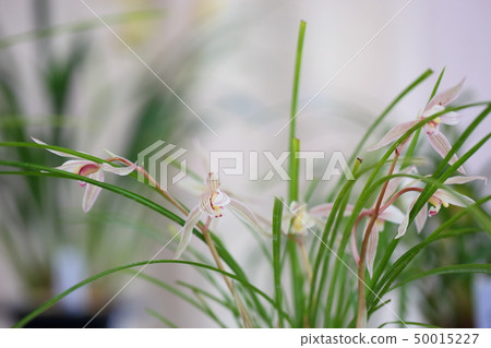 春蘭花 50015227