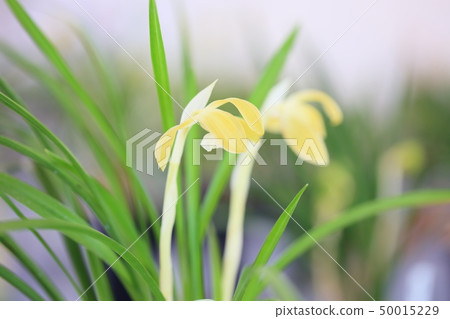 春蘭花 50015229