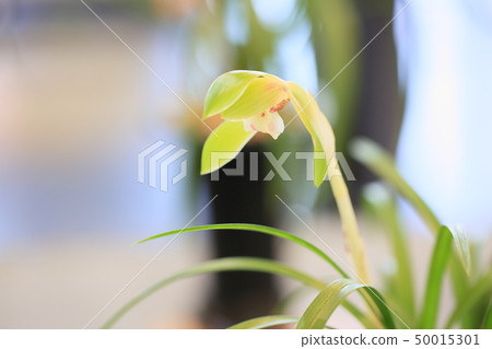 Chunlan flowers Chunlan flowers 50015301