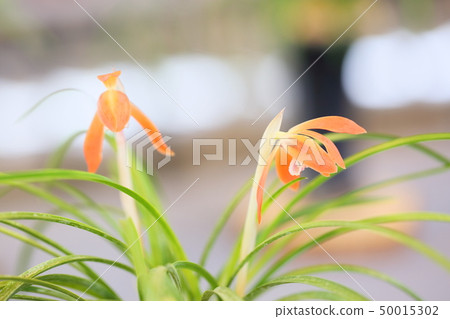 Chunlan flowers Chunlan flowers 50015302
