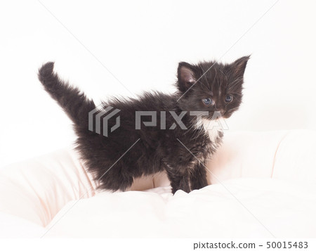 Main kuen kitten 50015483