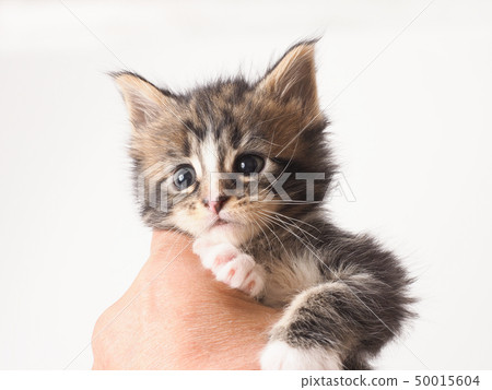 Maine Coon's kitten caught Maine Coon's kitten caught 50015604