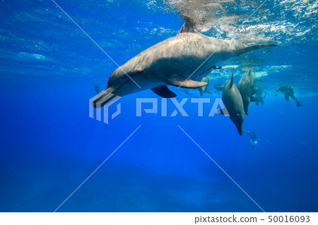 在小笠原的南海手海豚 在小笠原的南海手海豚 50016093