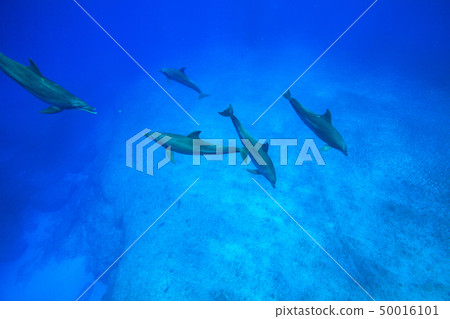 在小笠原的南海手海豚 50016101