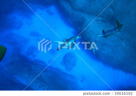 在小笠原的南海手海豚 50016102