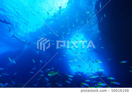 Tuna hole US fallow and iso tuna flock 50016198