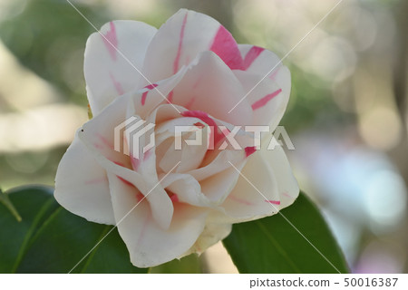 Camellia (Oki Stone) Camellia (Oki Stone) 50016387