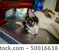 White cat, black face Lying on the table 50016638