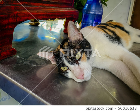 White cat, black face Lying on the table White cat, black face Lying on the table 50016638