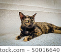 Tiger patterned cat lying on the marble 50016640
