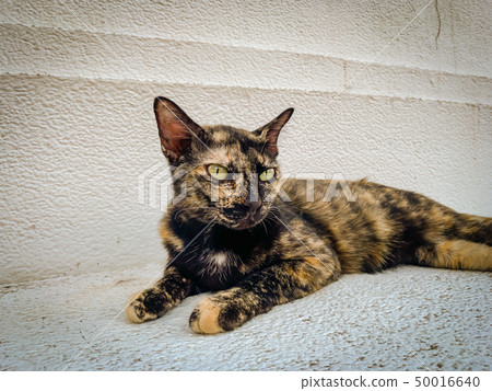 Tiger patterned cat lying on the marble Tiger patterned cat lying on the marble 50016640