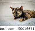 Tiger patterned cat lying on the marble 50016641