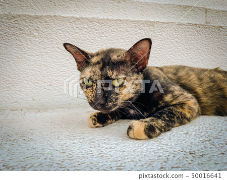 Tiger patterned cat lying on the marble Tiger patterned cat lying on the marble 50016641