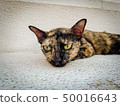 Tiger patterned cat lying on the marble 50016643