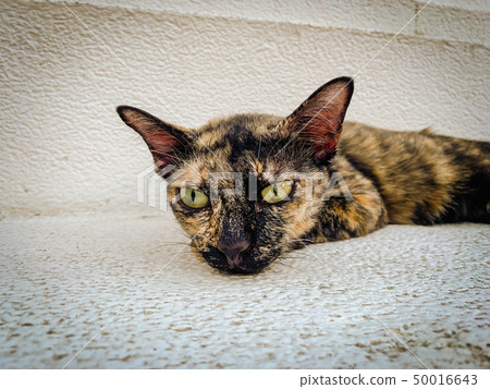 Tiger patterned cat lying on the marble Tiger patterned cat lying on the marble 50016643