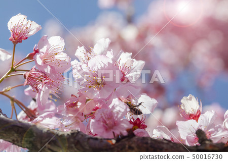 Cherry blossoms, bees, nectar, cherry blossoms, bees, nectar, Cherry blossoms, bees, nectar, 50016730