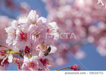 Cherry blossoms, bees, nectar, cherry blossoms, bees, nectar, Cherry blossoms, bees, nectar, Cherry blossoms, bees, nectar, cherry blossoms, bees, nectar, Cherry blossoms, bees, nectar, 50016731
