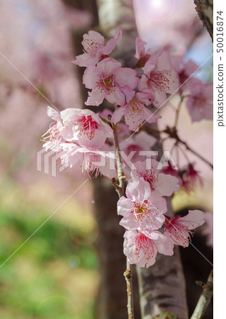 櫻花季節，櫻花，櫻花，櫻花，櫻花季節，櫻花，賞櫻花 50016874