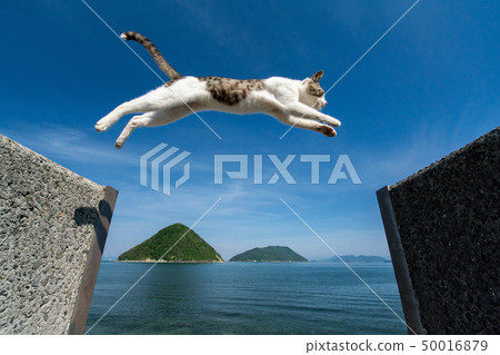 貓跳！ 50016879