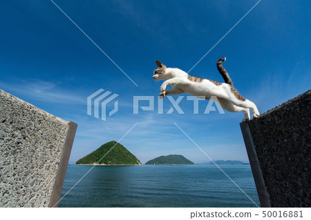 Cat jump! Cat jump! 50016881