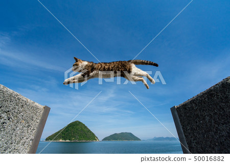 Cat jump! Cat jump! 50016882