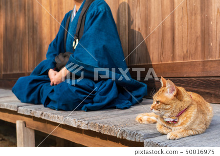 Cats and monks 50016975