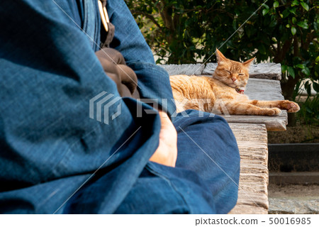 Cats and monks Cats and monks 50016985
