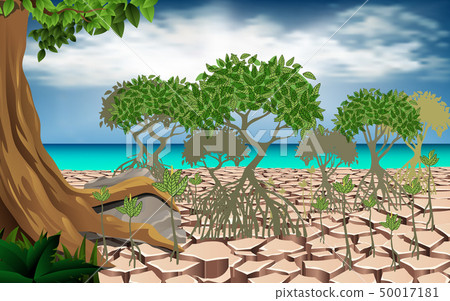 mangroves, jungle, sea 50017181