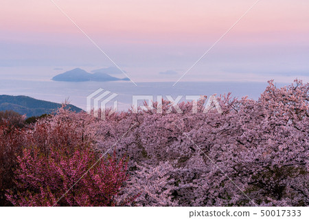 Shikokuzan的櫻花 50017333