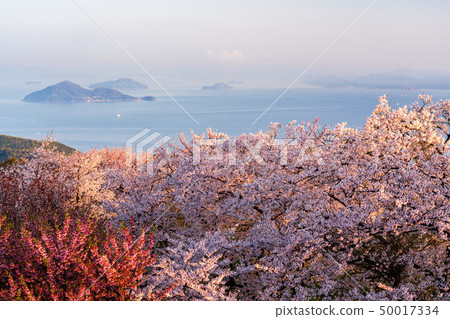 Shikokuzan的櫻花 50017334