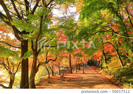 Autumn in Jinhae Ecological Park 50017512