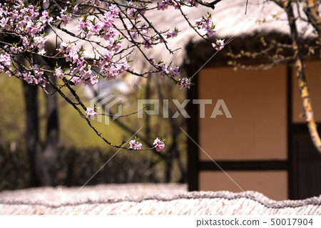 Photograpy and herbivores 50017904
