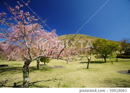 Village of Omuro Yamayama Sakura 50018061