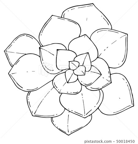Vector Succulents floral botanical flower. Black and white engraved ink art. Isolated succulents 50018450