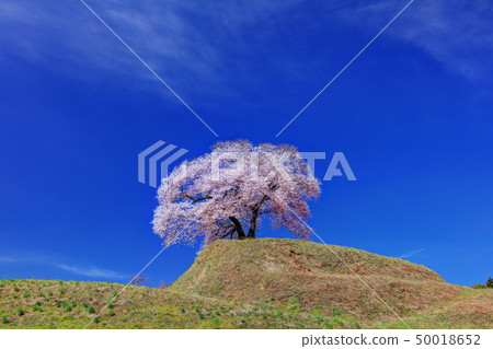 Cherry blossoms in Hirado Cherry blossoms in Hirado 50018652
