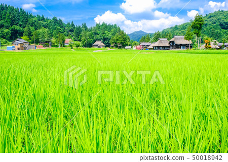 夏天的鄉村景觀(蘆之島環村) 夏天的鄉村景觀(蘆之島環村) 50018942