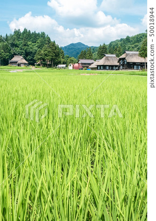 夏天的鄉村景觀(蘆之島環村) 夏天的鄉村景觀(蘆之島環村) 50018944