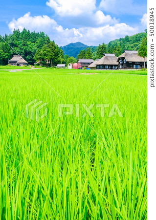 夏天的鄉村景觀(蘆之島環村) 夏天的鄉村景觀(蘆之島環村) 50018945
