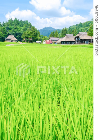 夏天的鄉村景觀(蘆之島環村) 夏天的鄉村景觀(蘆之島環村) 50018946