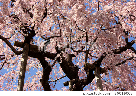 Fall cherry blossoms in full bloom in the spring of Heisei last year (5) 50019003